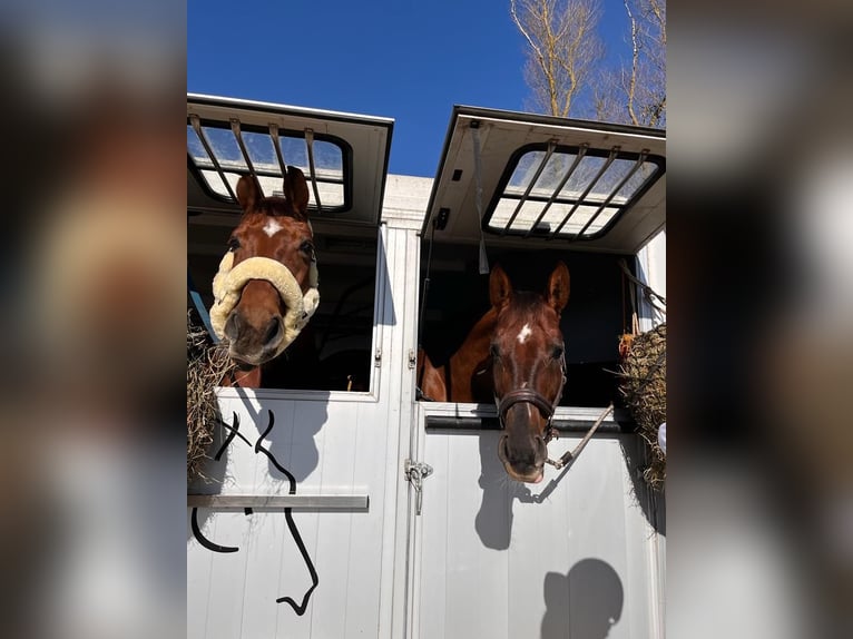 Oldenburg Gelding 11 years 17,1 hh Chestnut-Red in Hilpoltstein