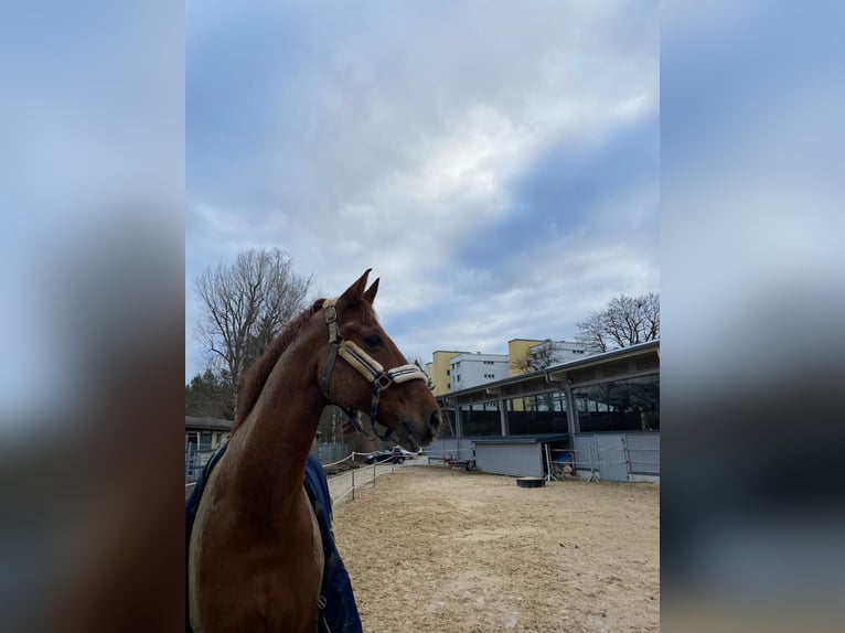 Oldenburg Gelding 11 years 17,1 hh Chestnut-Red in Hilpoltstein