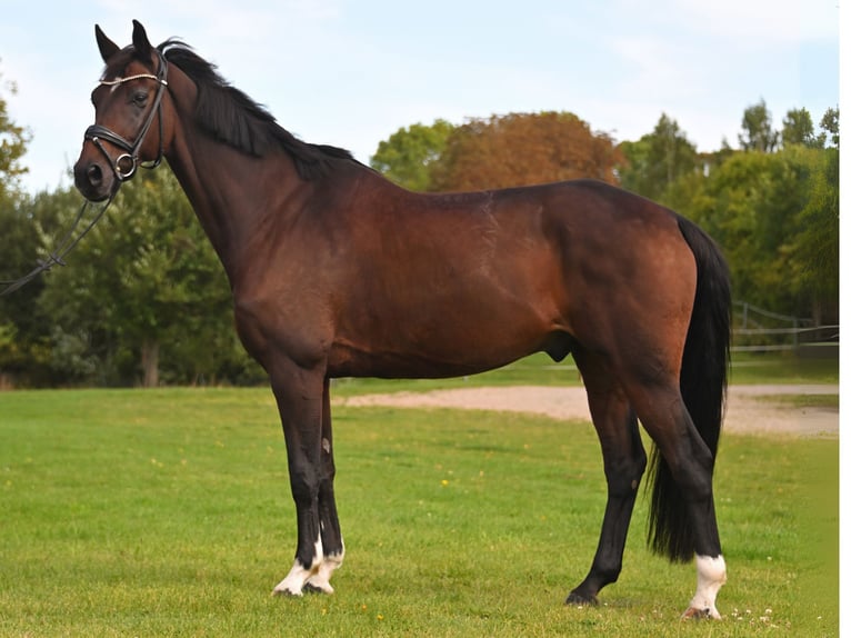 Oldenburg Gelding 11 years 17 hh Bay-Dark in Grabowhöfe