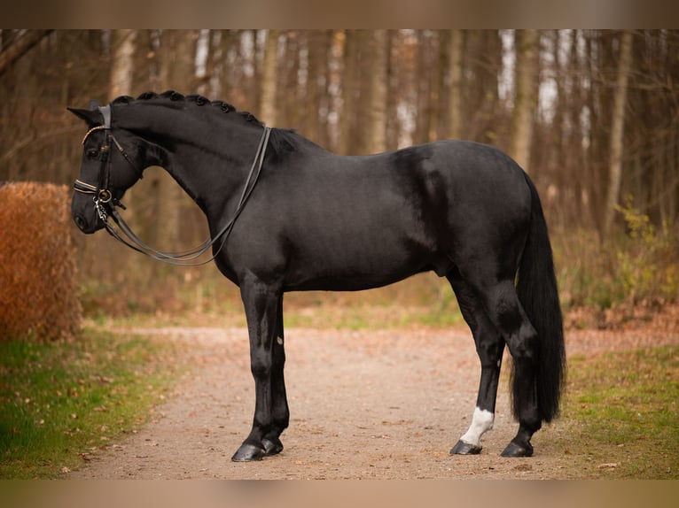 Oldenburg Gelding 11 years 17 hh Black in Wehringen