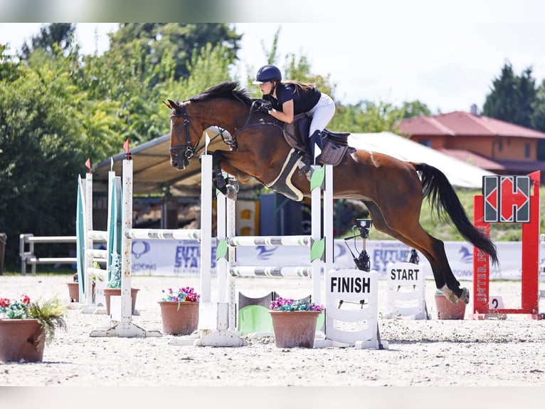 Oldenburg Gelding 11 years 17 hh Brown in Schattendorf