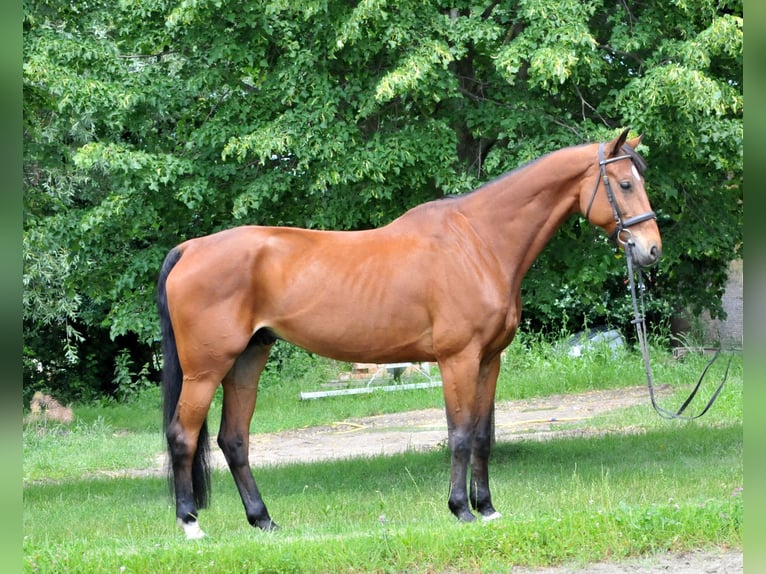 Oldenburg Gelding 11 years 17 hh Brown in Schattendorf