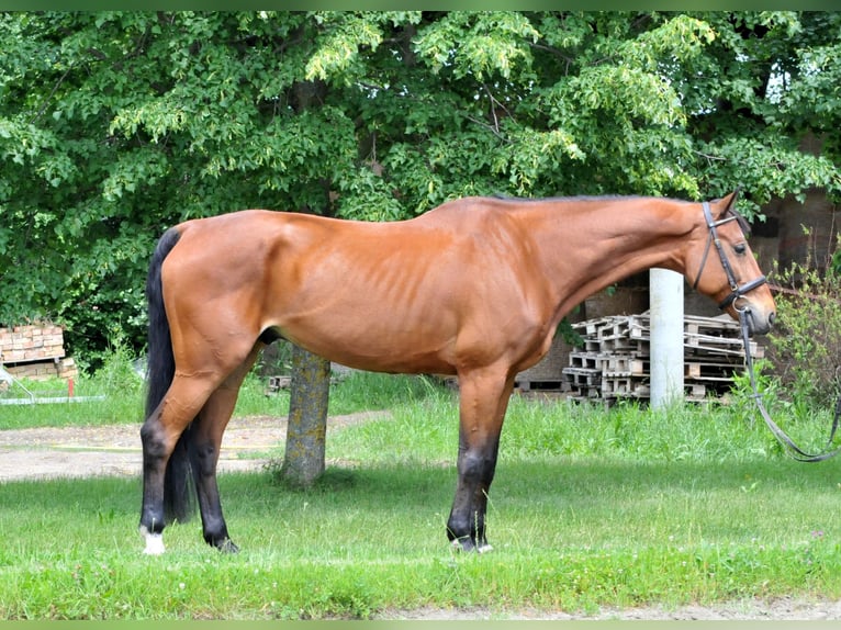 Oldenburg Gelding 11 years 17 hh Brown in Schattendorf