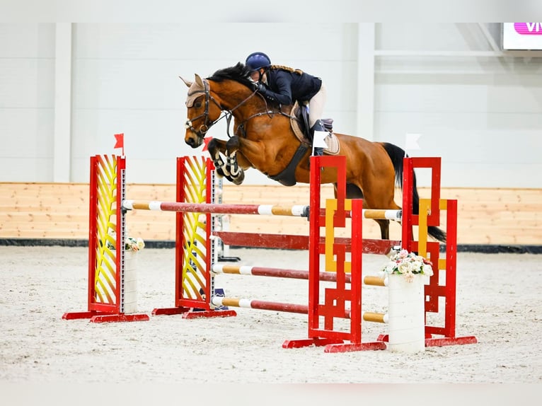 Oldenburg Gelding 11 years 17 hh Brown in Schattendorf