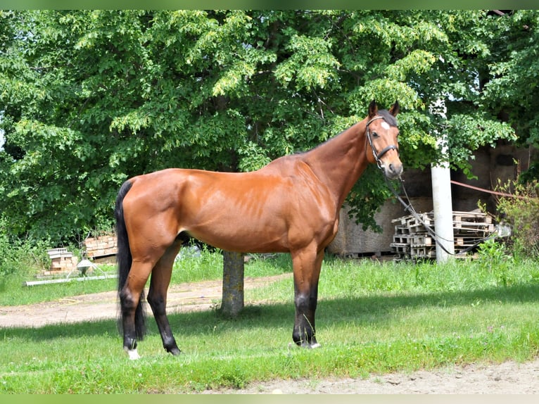 Oldenburg Gelding 11 years 17 hh Brown in Schattendorf