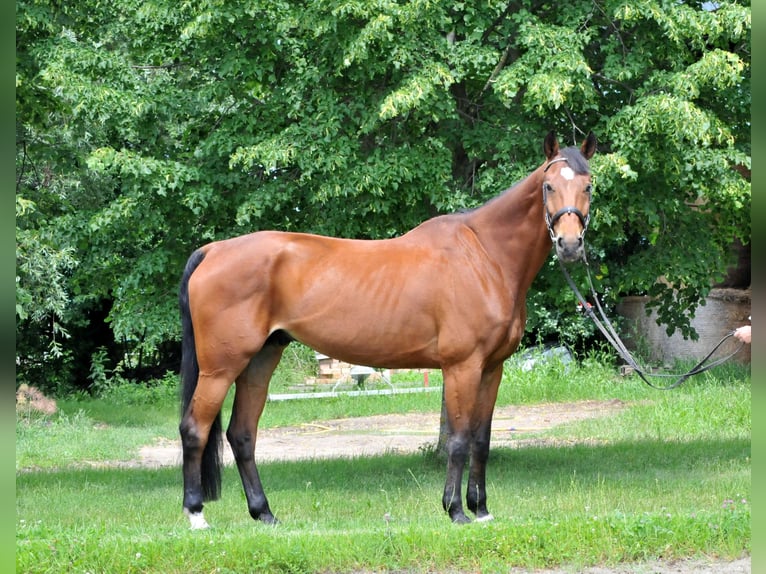 Oldenburg Gelding 11 years 17 hh Brown in Schattendorf