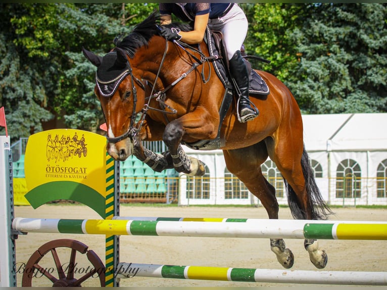 Oldenburg, Gelding, 11 years, 17 hh, Brown
