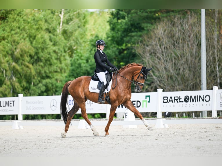 Oldenburg Gelding 11 years 17 hh Chestnut-Red in Barłomino