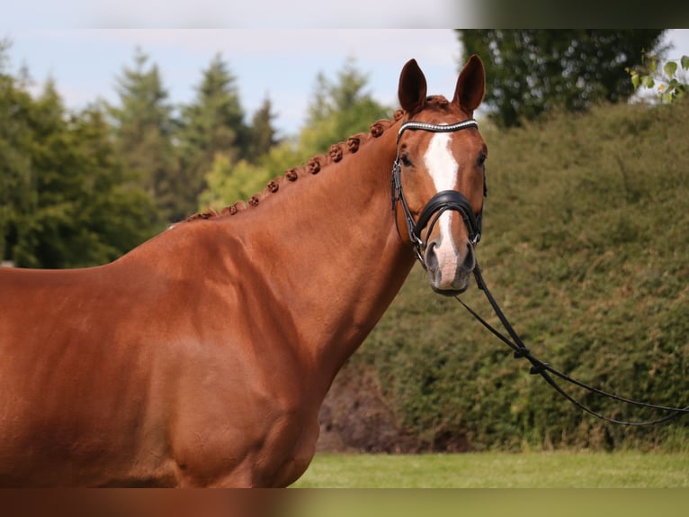 Oldenburg Gelding 11 years 17 hh Chestnut-Red in Bonefeld