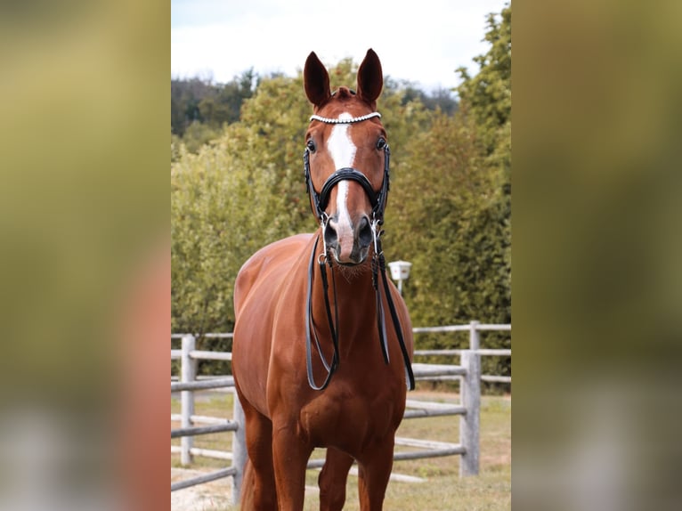 Oldenburg Gelding 11 years 17 hh Chestnut-Red in Bonefeld