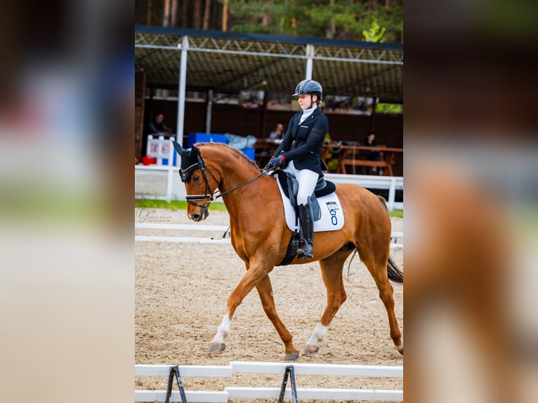 Oldenburg Gelding 11 years 17 hh Chestnut-Red in Sopot