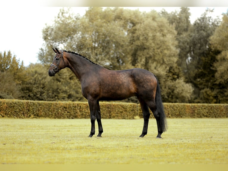 Oldenburg Gelding 11 years 17 hh Smoky-Black in Greven