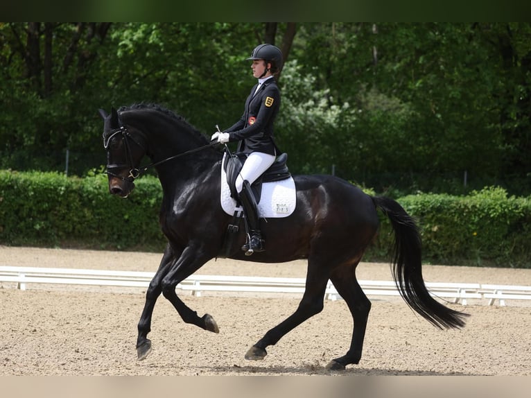 Oldenburg Gelding 11 years 17,1 hh Bay-Dark in B&#xF6;blingen