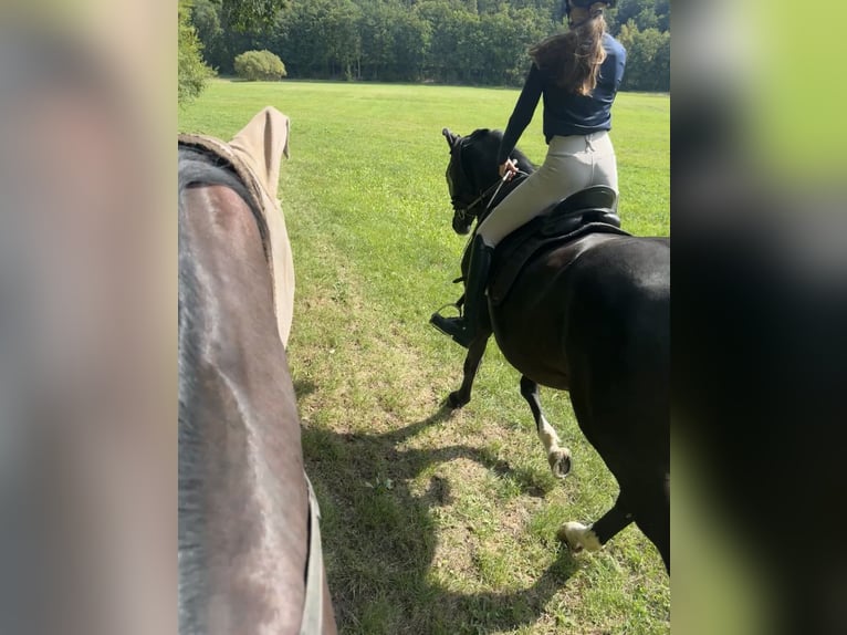 Oldenburg Gelding 11 years 17,1 hh Black in Coburg