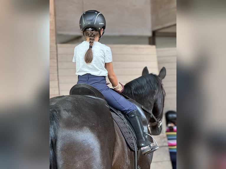 Oldenburg Gelding 11 years 17,1 hh Black in Coburg