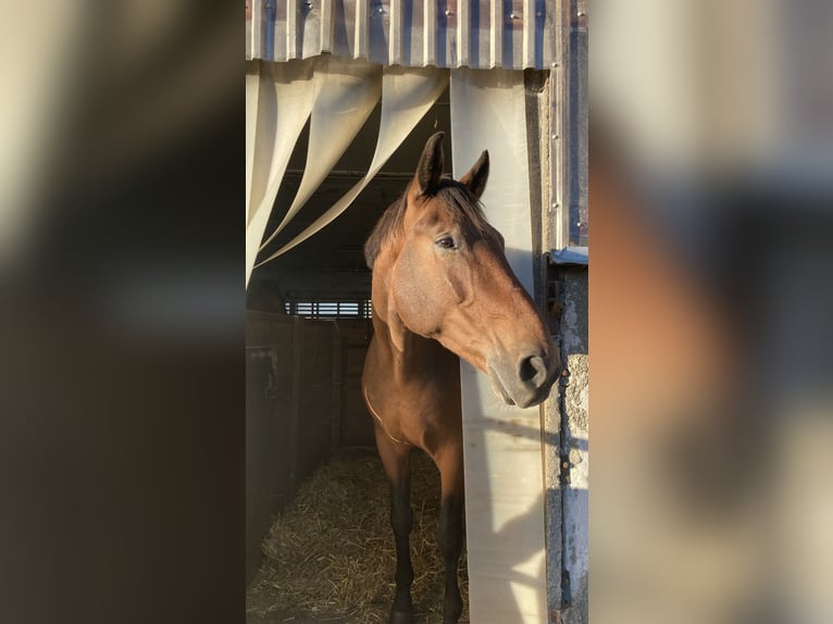 Oldenburg Gelding 11 years 17,1 hh Brown in Klein Nienhagen