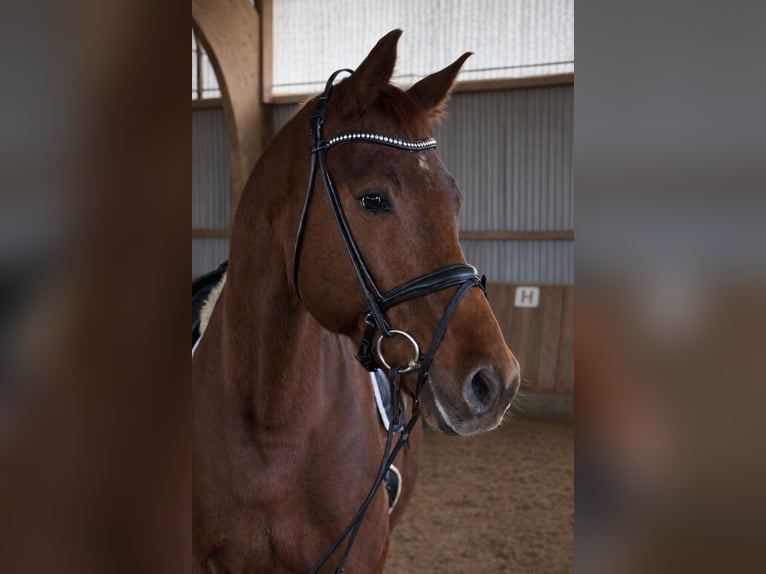 Oldenburg Gelding 11 years 17,1 hh Chestnut-Red in Fuldabrück
