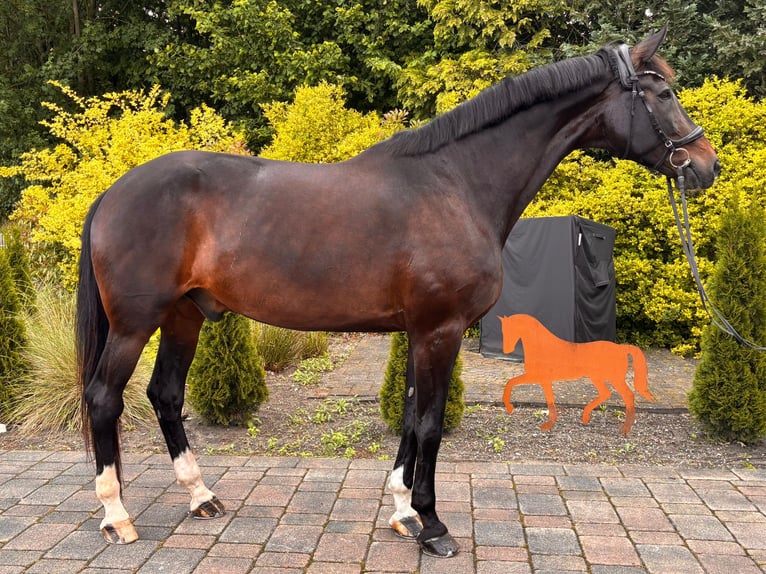 Oldenburg Gelding 11 years 18 hh Bay-Dark in Delbrück