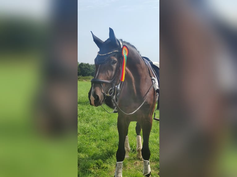 Oldenburg Gelding 11 years 18 hh Bay-Dark in Delbrück