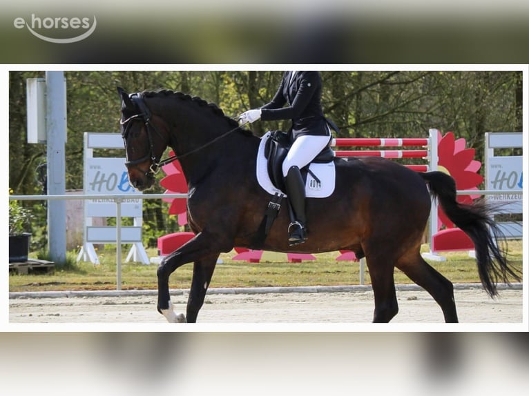Oldenburg Gelding 11 years 18 hh Bay-Dark in Ohmden