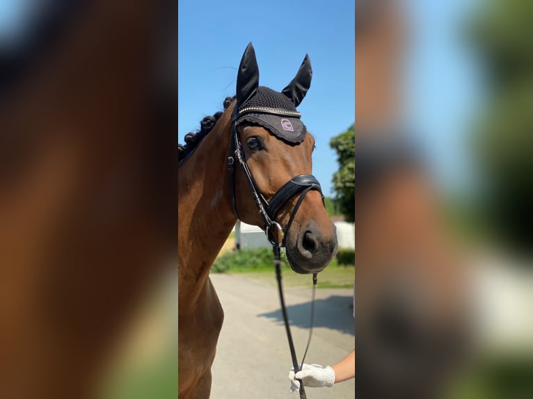 Oldenburg Gelding 11 years 18 hh Brown in Ludwigsburg