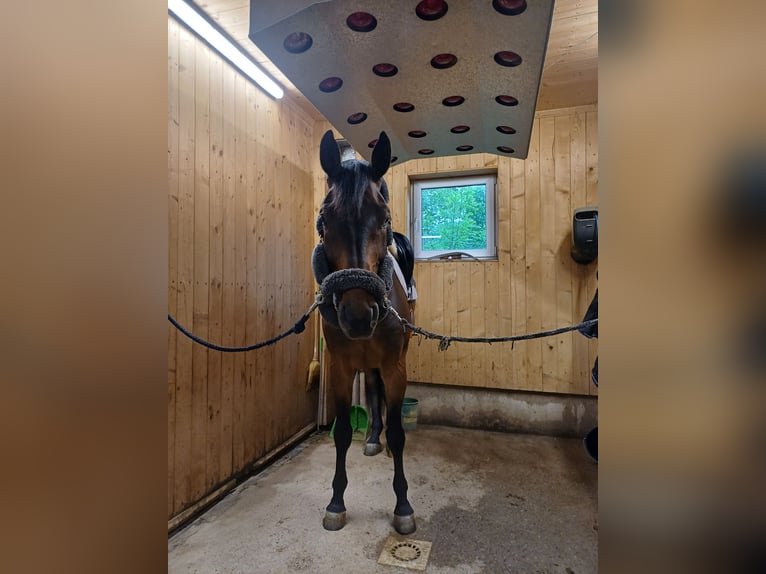 Oldenburg Gelding 11 years Bay-Dark in Schlatt