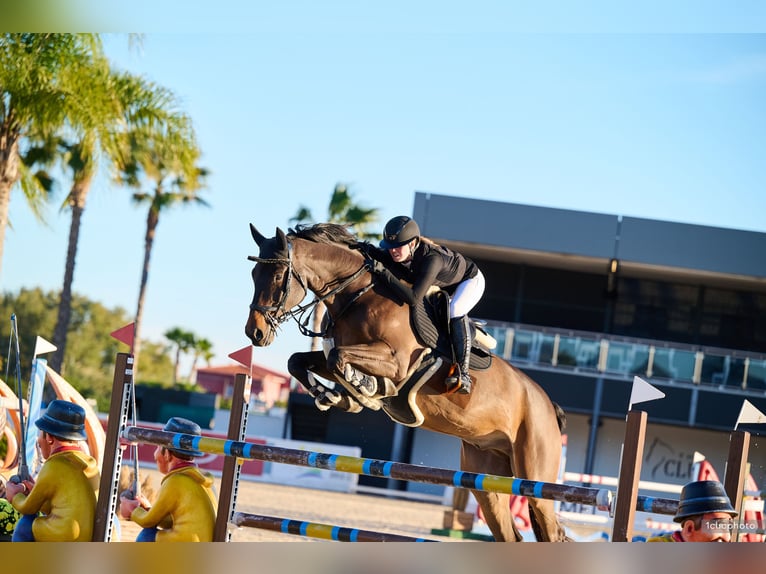 Oldenburg Gelding 11 years Bay-Dark in Schlatt