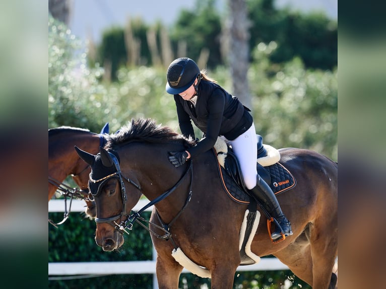 Oldenburg Gelding 11 years Bay-Dark in Schlatt