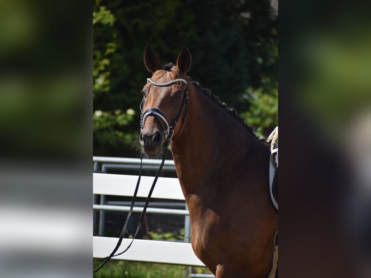 Oldenburg Gelding 12 years 16.1 hh Brown in Dätgen
