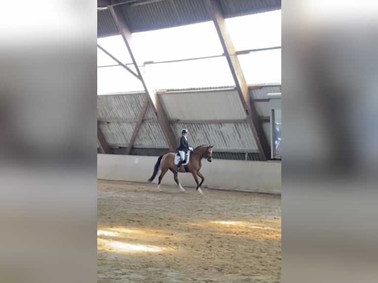 Oldenburg Gelding 12 years 16,1 hh in Gelsenkirchen