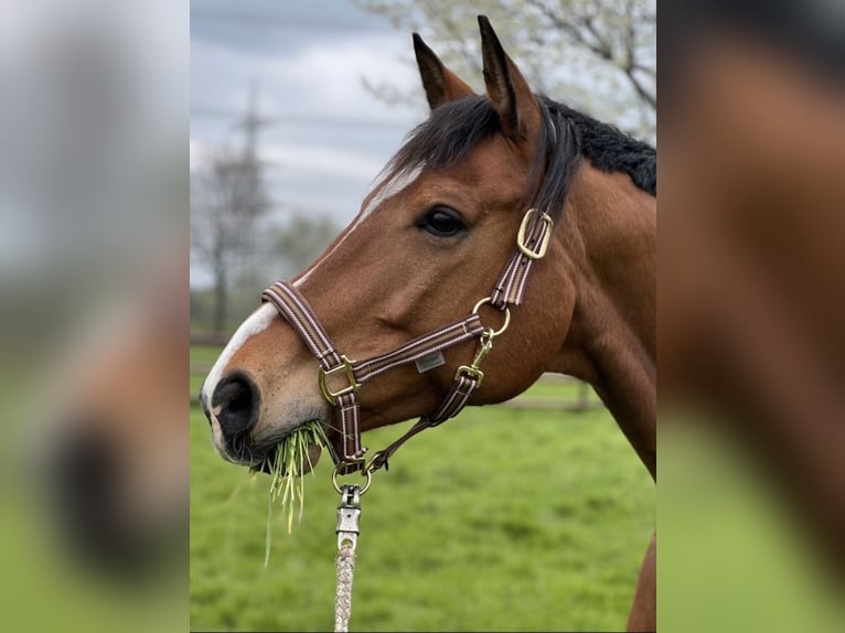 Oldenburg Gelding 12 years 16,1 hh in Gelsenkirchen