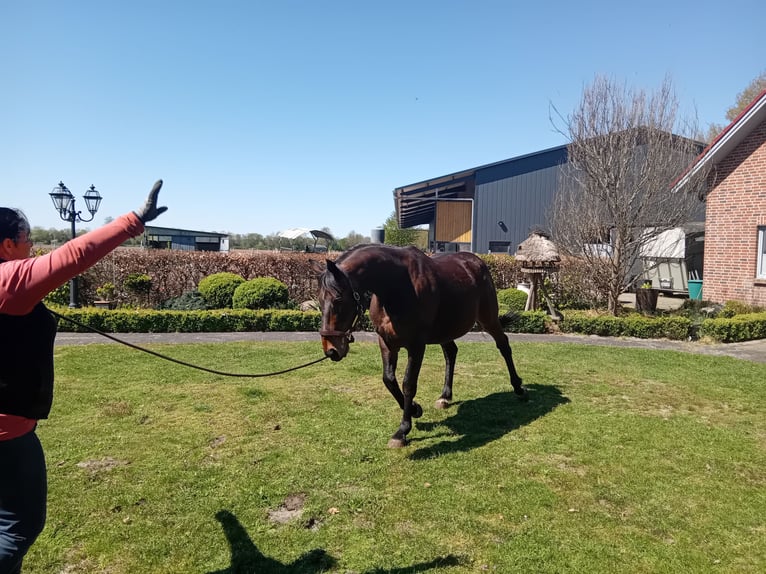 Oldenburg Gelding 12 years 16.2 hh Bay-Dark in Friesoythe