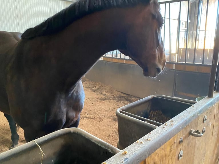 Oldenburg Gelding 12 years 16.2 hh Bay-Dark in Friesoythe