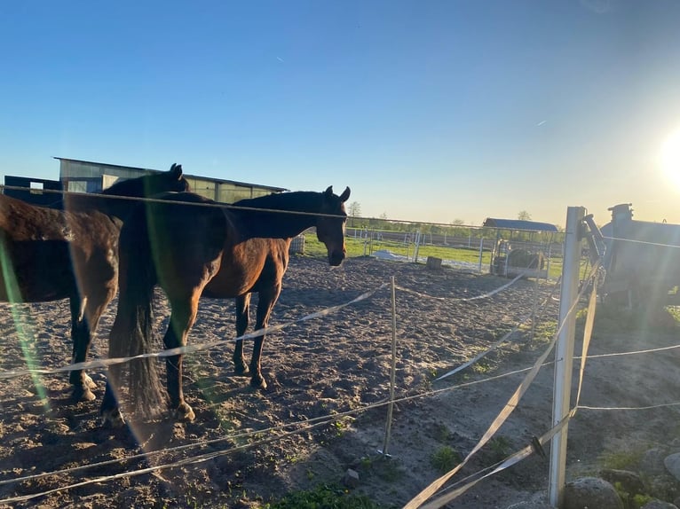 Oldenburg Gelding 12 years 16.2 hh Bay-Dark in Friesoythe