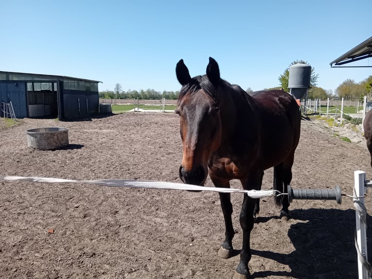 Oldenburg Gelding 12 years 16.2 hh Bay-Dark in Friesoythe