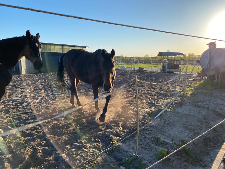 Oldenburg Gelding 12 years 16.2 hh Bay-Dark in Friesoythe