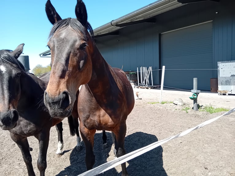 Oldenburg Gelding 12 years 16.2 hh Bay-Dark in Friesoythe