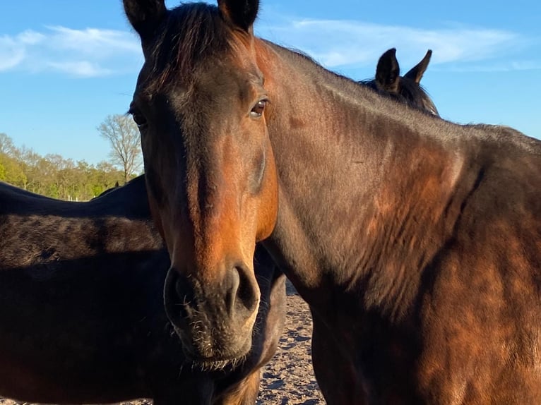 Oldenburg Gelding 12 years 16.2 hh Bay-Dark in Friesoythe