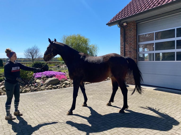 Oldenburg Gelding 12 years 16.2 hh Bay-Dark in Friesoythe