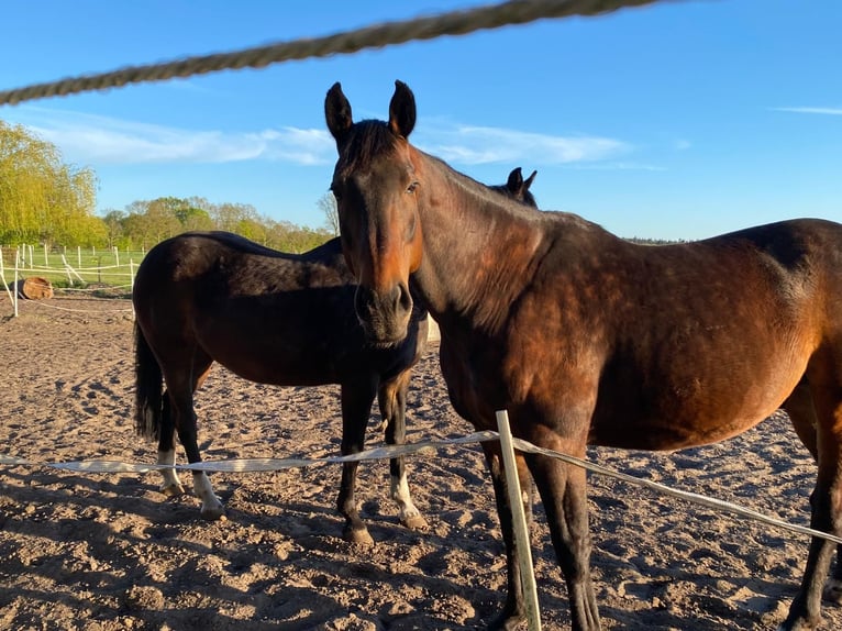 Oldenburg Gelding 12 years 16.2 hh Bay-Dark in Friesoythe