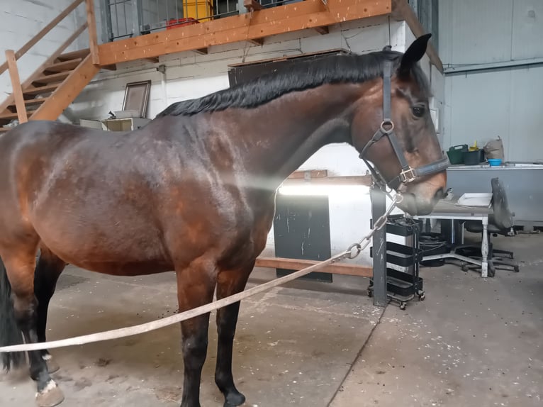 Oldenburg Gelding 12 years 16.2 hh Bay-Dark in Lindern (Oldenburg)