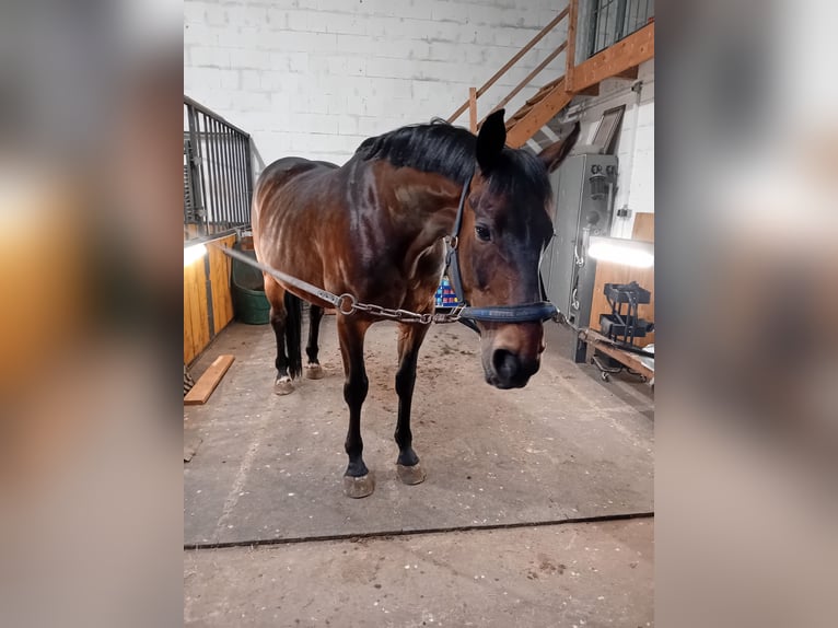 Oldenburg Gelding 12 years 16.2 hh Bay-Dark in Lindern (Oldenburg)