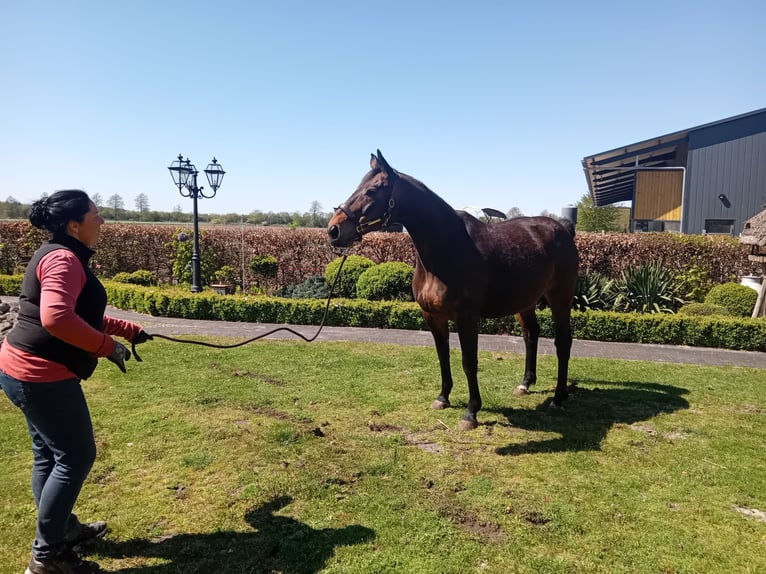 Oldenburg Gelding 12 years 16.2 hh Bay-Dark in Lindern (Oldenburg)