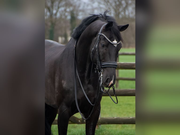 Oldenburg Gelding 12 years 16.2 hh Black in Pilisjászfalu