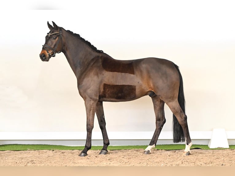 Oldenburg Gelding 12 years 16.2 hh Brown in Lüdinghausen