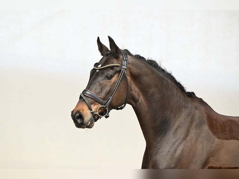 Oldenburg Gelding 12 years 16.2 hh Brown in Saerbeck