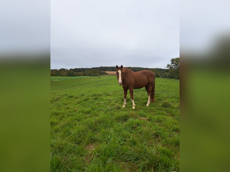 Oldenburg Gelding 12 years 16,2 hh Chestnut-Red in Groß-Umstadt