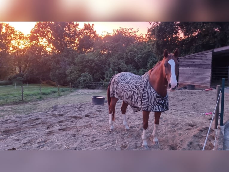 Oldenburg Gelding 12 years 16,2 hh Chestnut-Red in Groß-Umstadt