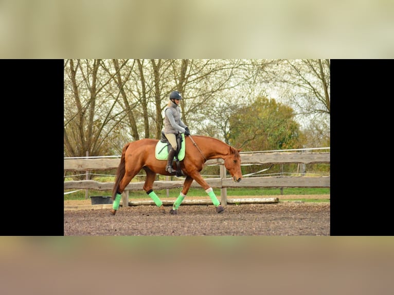 Oldenburg Gelding 12 years 16.2 hh Chestnut-Red in Kotzen
