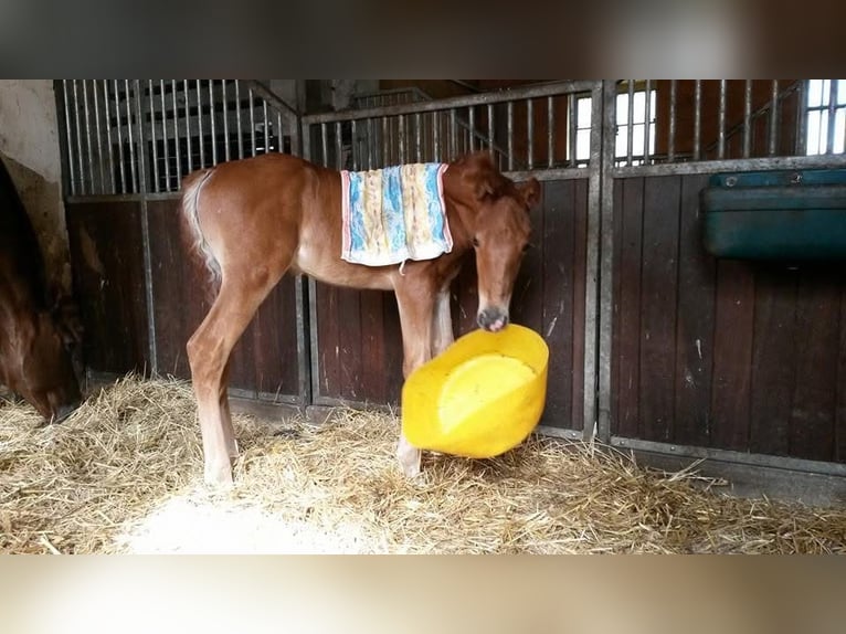 Oldenburg Gelding 12 years 16.2 hh Chestnut-Red in Kotzen
